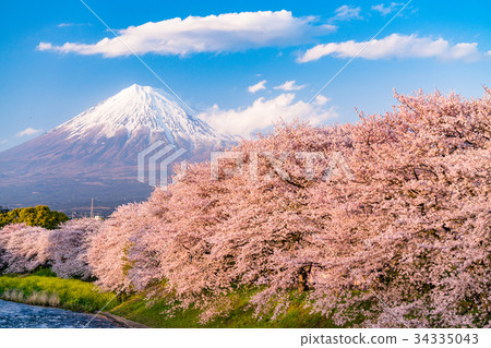 "Shizuoka Prefecture" Mt. Fuji, famous spot of cherry blossoms "Shizuoka Prefecture" Mt. Fuji, famous spot of cherry blossoms 34335043