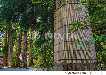 Hakusan Hiba Shrine的神山樹 Hakusan Hiba Shrine的神山樹 34335135