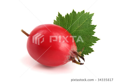 Hawthorn berry with leaf isolated on white Hawthorn berry with leaf isolated on white 34335817