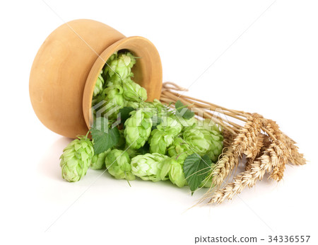 hop cones in a wooden bowl with ears of wheat 34336557