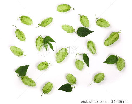 hop cones with leaf isolated on white background 34336593