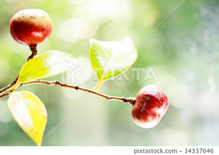 Red Camellia Fruit 34337646