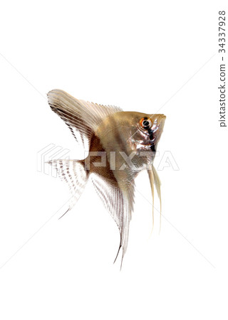 Angelfish Angelfish 34337928