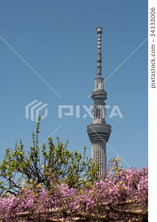 Sky Tree and Rattan 34338006