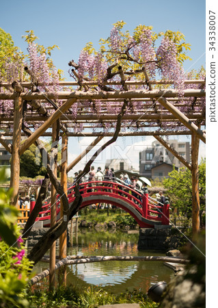 Kameido Tenjin Fuji Festival 34338007