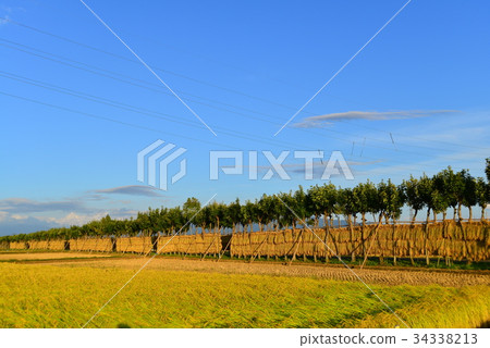 A row of tree-lined trees that has been overgrown 34338213