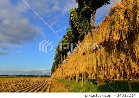A row of tree-lined trees that has been overgrown 34338214