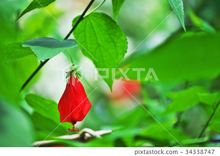 紅Unaki姬路花 34338747