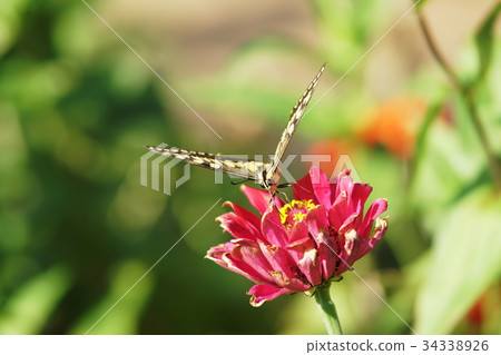 燕尾蝶 燕尾蝶 34338926