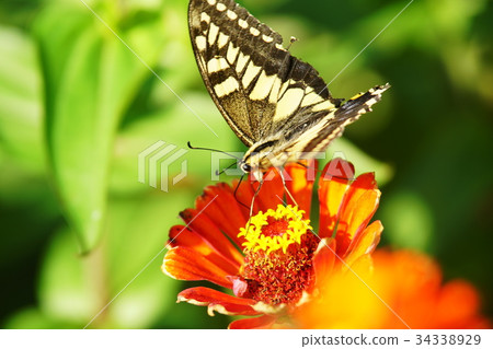 燕尾蝶 燕尾蝶 34338929
