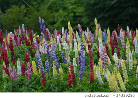 Nasu Flower World 2017-6-4 # 27 34339286