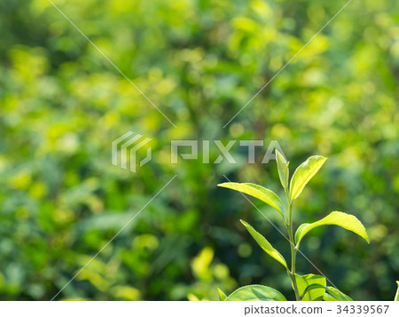茶園 34339567