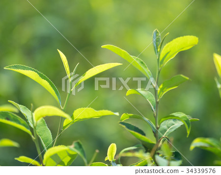 茶園 34339576