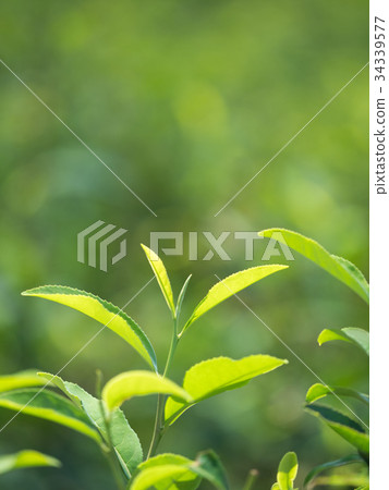 Tea plantation 34339577