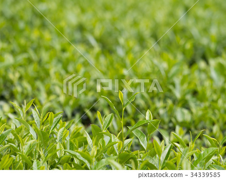 Tea plantation 34339585