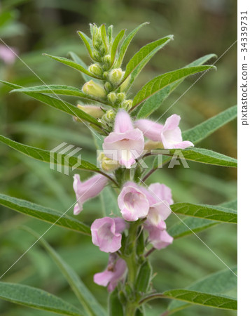 Sesame field 34339731