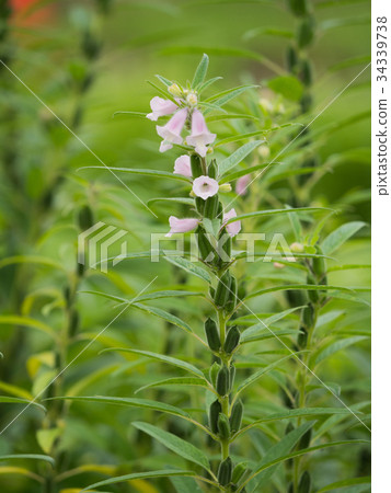 Sesame field 34339738