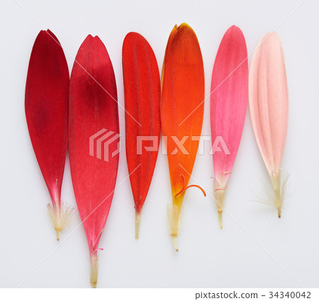 Red flower feather palette Red flower feather palette 34340042