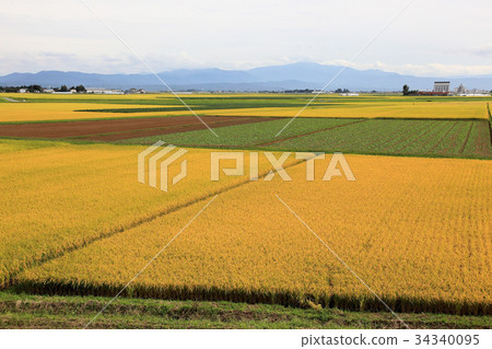 Landscape of autumn rice field Landscape of autumn rice field 34340095
