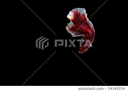 Capture the moving moment of white siamese fightin Capture the moving moment of white siamese fightin 34340554