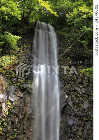 Fall of onion 34340602