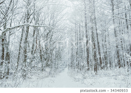 Snowy forest, winter landscape. 34340933
