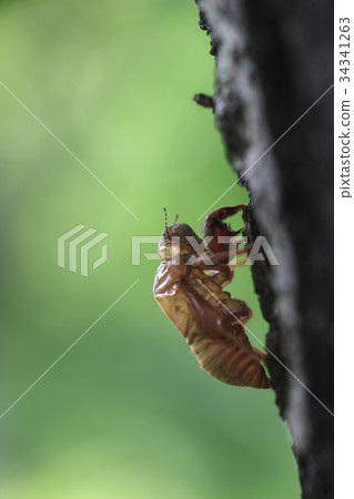 Cicada, molt 34341263