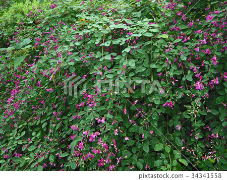 Hagi flower 34341558