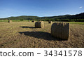 Grass 34341578