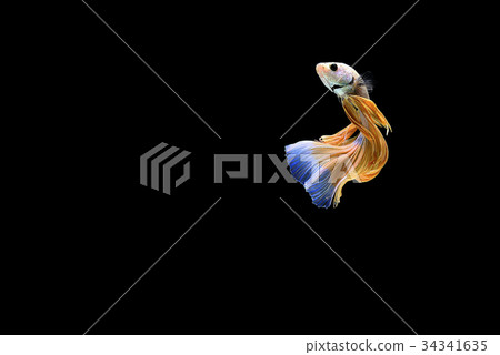 siamese fighting fish siamese fighting fish 34341635