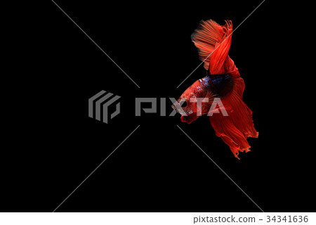 siamese fighting fish siamese fighting fish 34341636