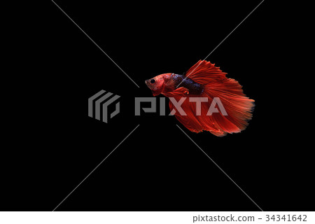 siamese fighting fish 34341642