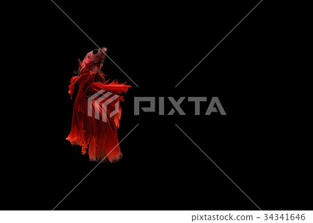 siamese fighting fish siamese fighting fish 34341646