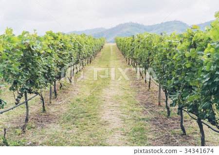 Vineyard pathway and mountain landscape on hill 34341674