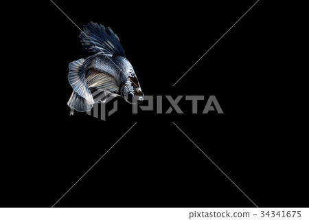 siamese fighting fish siamese fighting fish 34341675