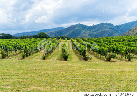 Vineyard and mountain background landscape on hill Vineyard and mountain background landscape on hill 34341676