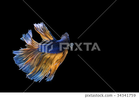 siamese fighting fish siamese fighting fish 34341759