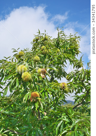 琵琶湖板栗花園 34341795