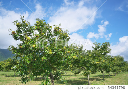 Chestnut garden of Lake Biwa Chestnut garden of Lake Biwa 34341798