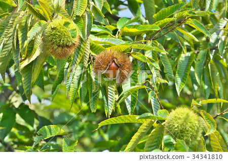 圖庫照片: 板栗 日本慄 山毛櫸科(植物種類)