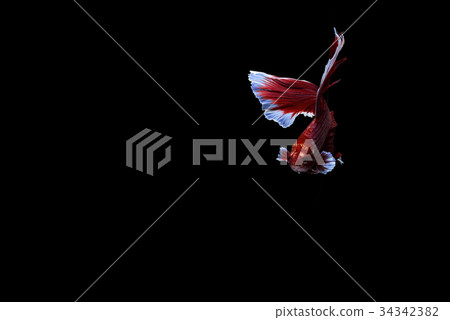 siamese fighting fish isolated on black background siamese fighting fish isolated on black background 34342382