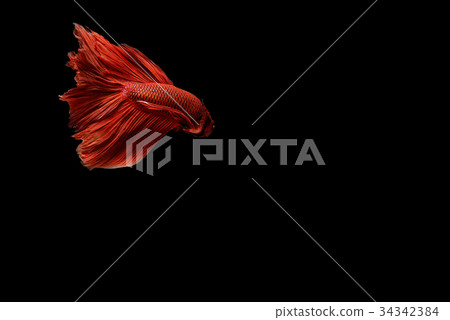 siamese fighting fish isolated on black background siamese fighting fish isolated on black background 34342384