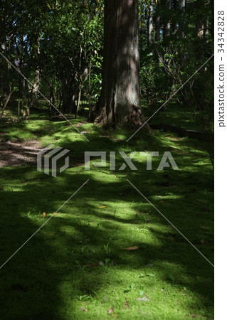 Garden of Kingogo Temple No. 2 Garden of Kingogo Temple No. 2 34342828