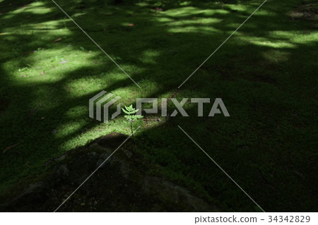 The garden of the temple of Kongo temple 3 34342829