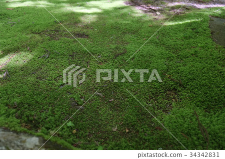 Garden of Kingogo Temple No. 4 34342831