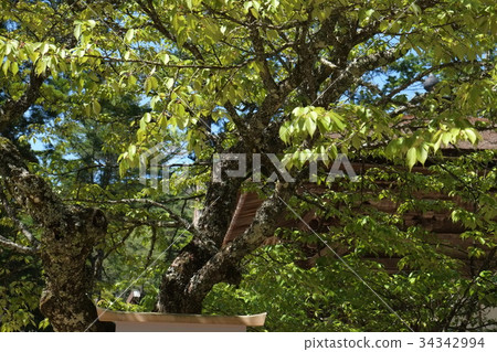 Nishi Gyo Sakura part 2 34342994