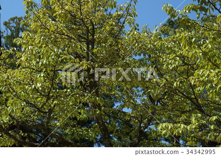 Nishi Gyo Sakura part 3 34342995