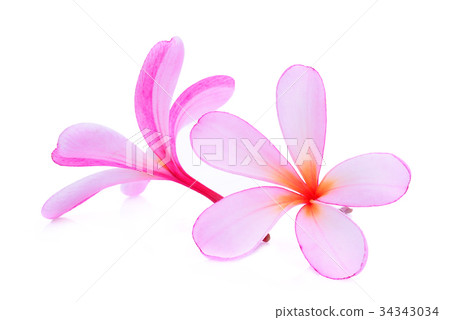 pink frangipani or plumeria (tropical flowers) pink frangipani or plumeria (tropical flowers) 34343034