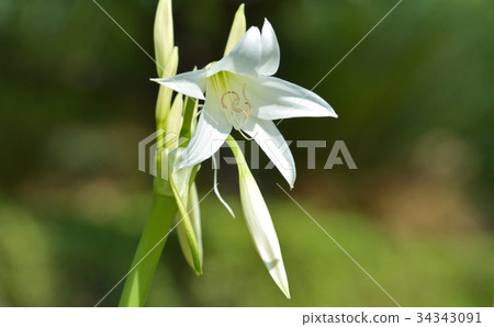 植物：Indo-Yamushi Higanbana家族 34343091