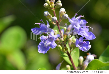 植物：淡水蝨子 34343092